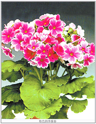 彩云之南八大名花----報春花