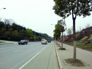 南京：雨花臺(tái)四條景觀道變身“法桐大道”
